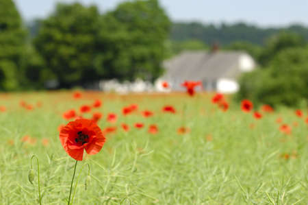 Red poppy and framlandの写真素材