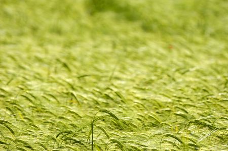 Pattern in the corn because of the windの写真素材