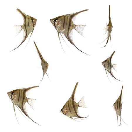 A collection the tropical fish scalare. On clean white background 4000 x 4000 pixels.の写真素材