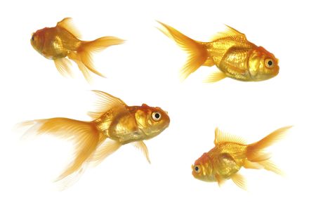 four goldfish swimming. Taken on a clean white backgroundの写真素材