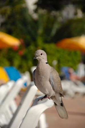 Pigeon is relaxing in the sun in a hotel resort.の写真素材