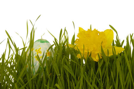 Easter egg and daffodil in green fresh grass. Taken on a clean white background.