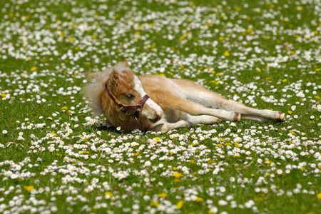 A sweet foal is resting on a green, white and yellow flower fieldの写真素材
