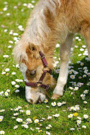 Sweet young horse is eating green grassの写真素材