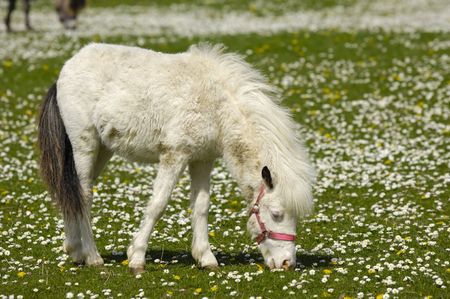 A white young horse is eating green grass on a flower field.の写真素材