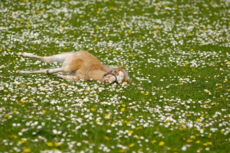 A sweet young horse foal resting on flower fieldの写真素材