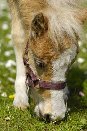 A sweet young horse is eating green grassの写真素材