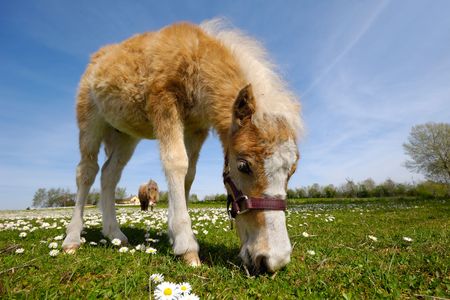 A sweet young horse is eating grassの写真素材