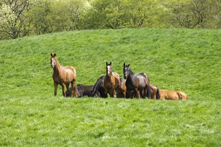 Many horses on a green field.の写真素材