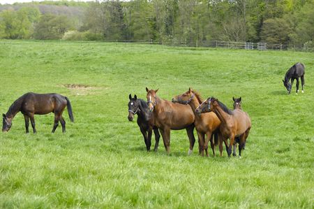 A groupe of horses on a green field.