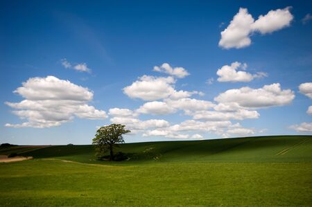 Landscape with a tree on a hill. The sky is blue with white clouds.