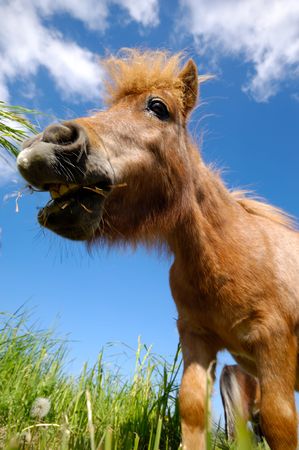 A sweet young horse is eating green grassの写真素材