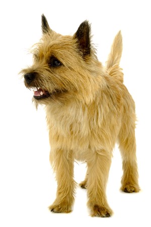 cairn terrier ロイヤリティフリー素材 高品質ストックフォトの