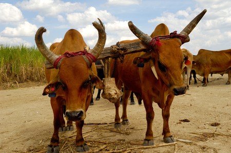 Oxes are working at sugar cane farm. Dominican Republic.の写真素材