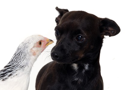 A puppy dog and a chicken is looking at each other. Real shot, not manipulation. The dog is a mix of...