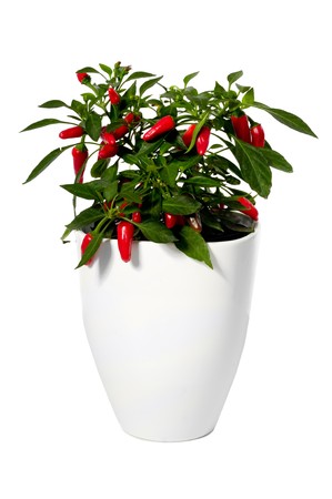 Chilli is growing in a pot. Isolated on a white background.の写真素材