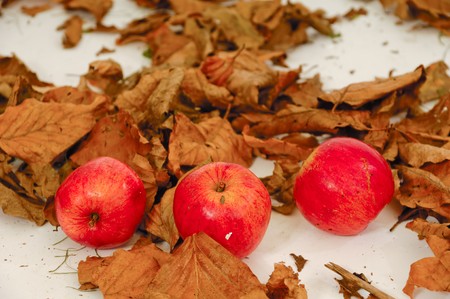Red apples and old leafs. Studio shot.の写真素材