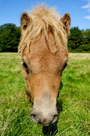 Face of sweet young horse on green grassの写真素材