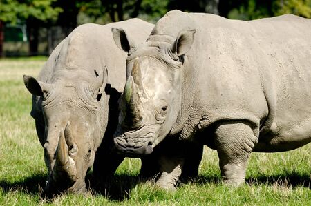 Two rhino is standing and looking on green grassの写真素材
