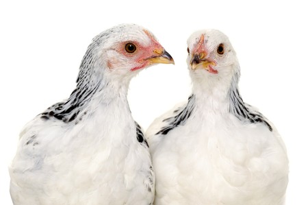 Chickens is standing and looking. Isolated on a white background.の写真素材