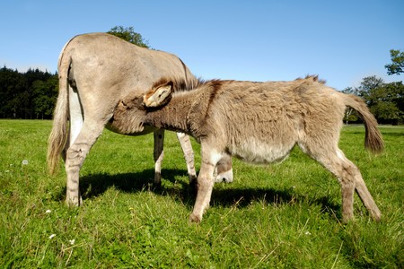 Donkey foal is drinking milk from its motherの写真素材