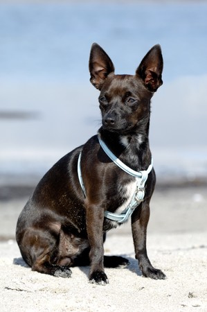 Sweet puppy dog is sitting in the sand on beach. The breed of the dog is aix of a miniature pincher and a chihuahua.の写真素材