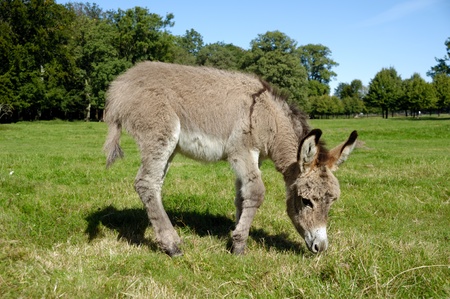 A sweet donkey foal is eating green grassの写真素材
