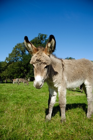 A sweet donkey foal is standing on green grassの写真素材