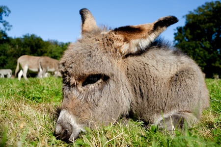 A sweet donkey foal is resting on green grassの写真素材
