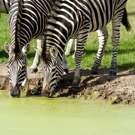 Two zebras are dinkning water from lake.の写真素材