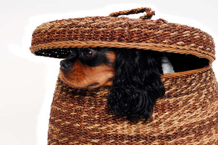 Sad Cavalier King Charles Spaniel dog is hiding in a basket isolatet on white backgroundの写真素材