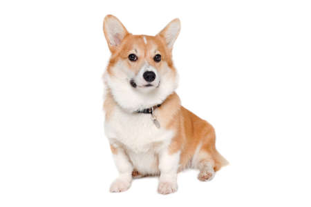 Welsh Corgi Pembroke dog isolated on a white backgroundの写真素材