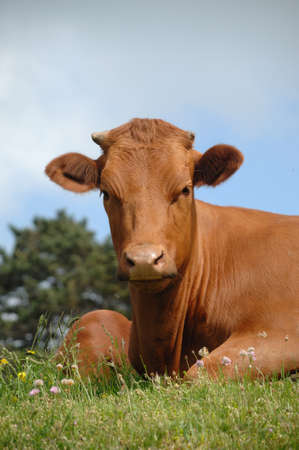 Sweet cow resting on green grassの写真素材