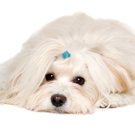 Sad Coton De Tulear dog resting. Isolated on a clean white backgroundの写真素材