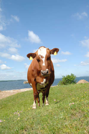 Cow standing on green grass lookingの写真素材