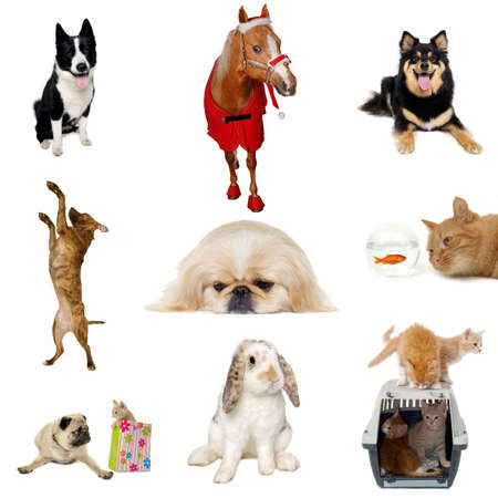 Collection with different pets: dogs, cats, rabbit, horse and fishの写真素材