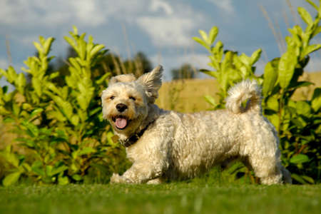 A Bichon Havanais running in the sunの写真素材