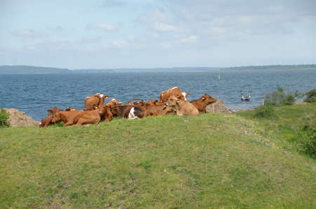 A group of cows resting on green grassの写真素材