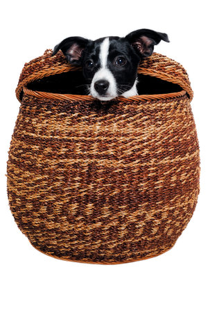 Happy Rat terrier puppy dog is playing in a basket, isolated on a white backgroundの写真素材
