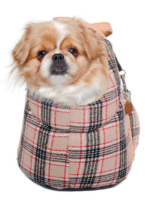 Pekingese dog in bag on a clean white backgroundの写真素材