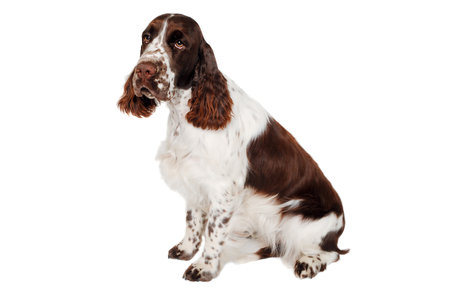 Sad English Springer Spaniel dog isolated on at clean white backgroundの写真素材