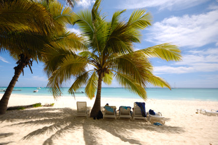 Palms on an exotic beach. The Dominican Republic, Saona Islandの写真素材
