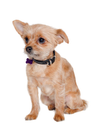 Sad puppy dog sitting, isolated on a clean white background