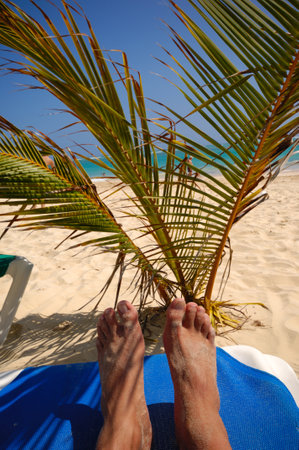 A sun lounger and palm at exotic beach with white sand. The Dominican Reepublic.の写真素材
