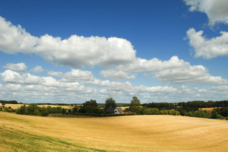 Landscape with cornfield and cloudsの写真素材