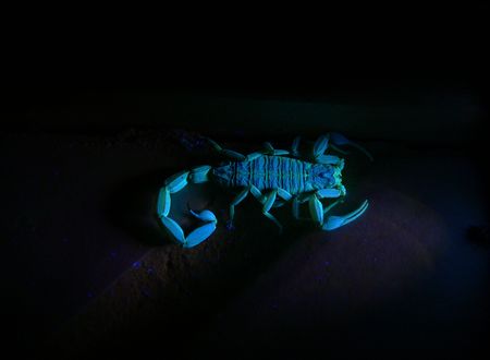 A photograph of a scorpion florescing under ultraviolet light.の写真素材