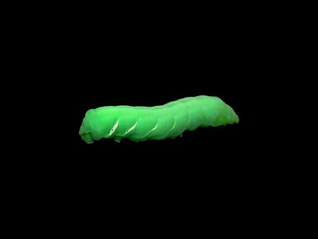 A closeup/macro of a green sphinx moth catepillar on a black background.の写真素材