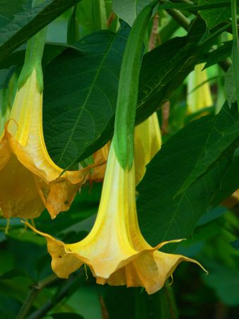 A closeup/macro of a yellow trumpet flower blossom.の写真素材