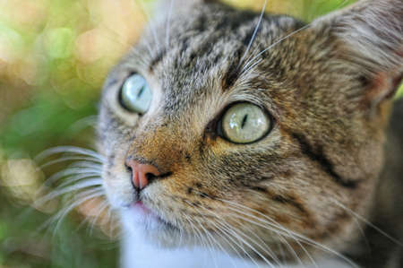 Cat is looking close-up