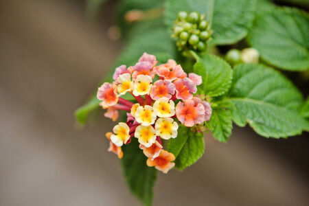 Flowerの写真素材